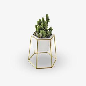 Gold Hexagon Base - Planter