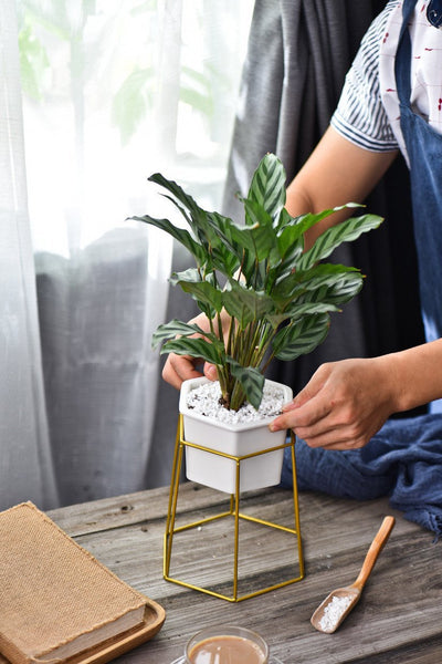 Gold Hexagon Base - Planter