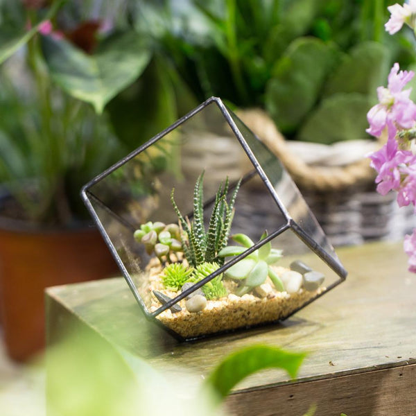 Glass Terrarium - Cube